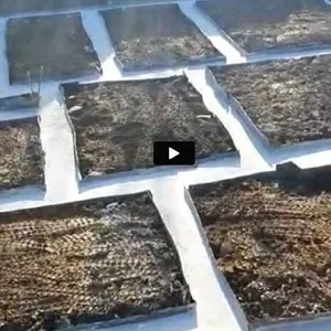 a bunch of plants that are in a field
